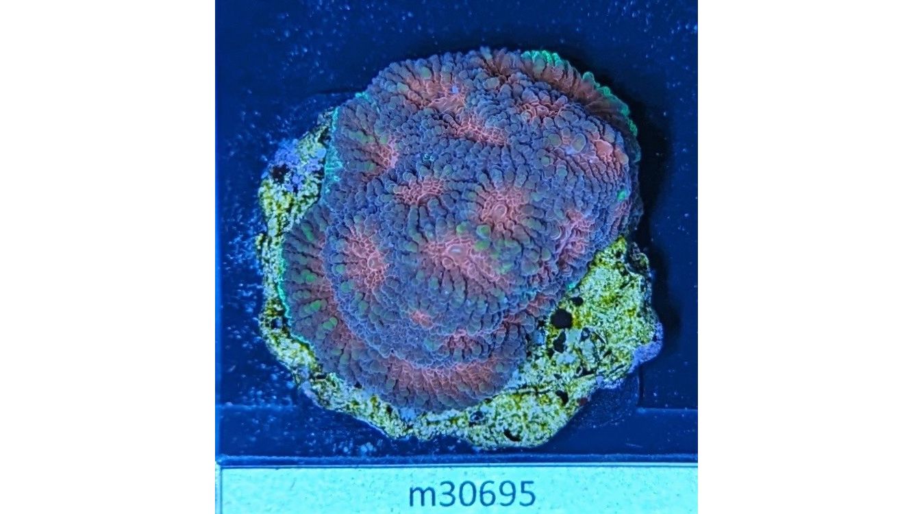 Favia sp. - Hirnkoralle Double Red Deutsche Nachzucht 0031