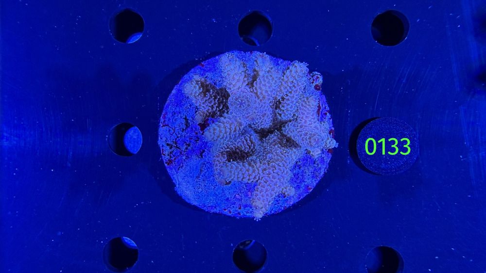 Acropora sp. WYSIWYG 0133