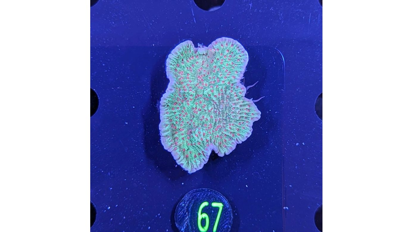 Montipora danae - Kleinpolypige Steinkoralle Chilli Pepper Deutsche Nachzucht 0067