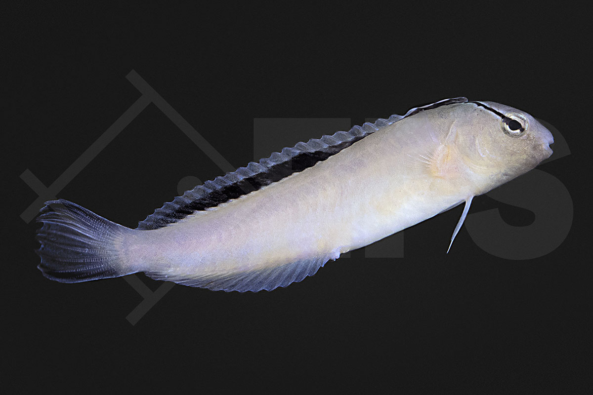 Meiacanthus smithi - Smith's Disco Blenny