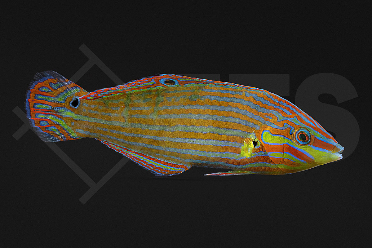 Halichoeres melanurus - Regenbogenlippfisch