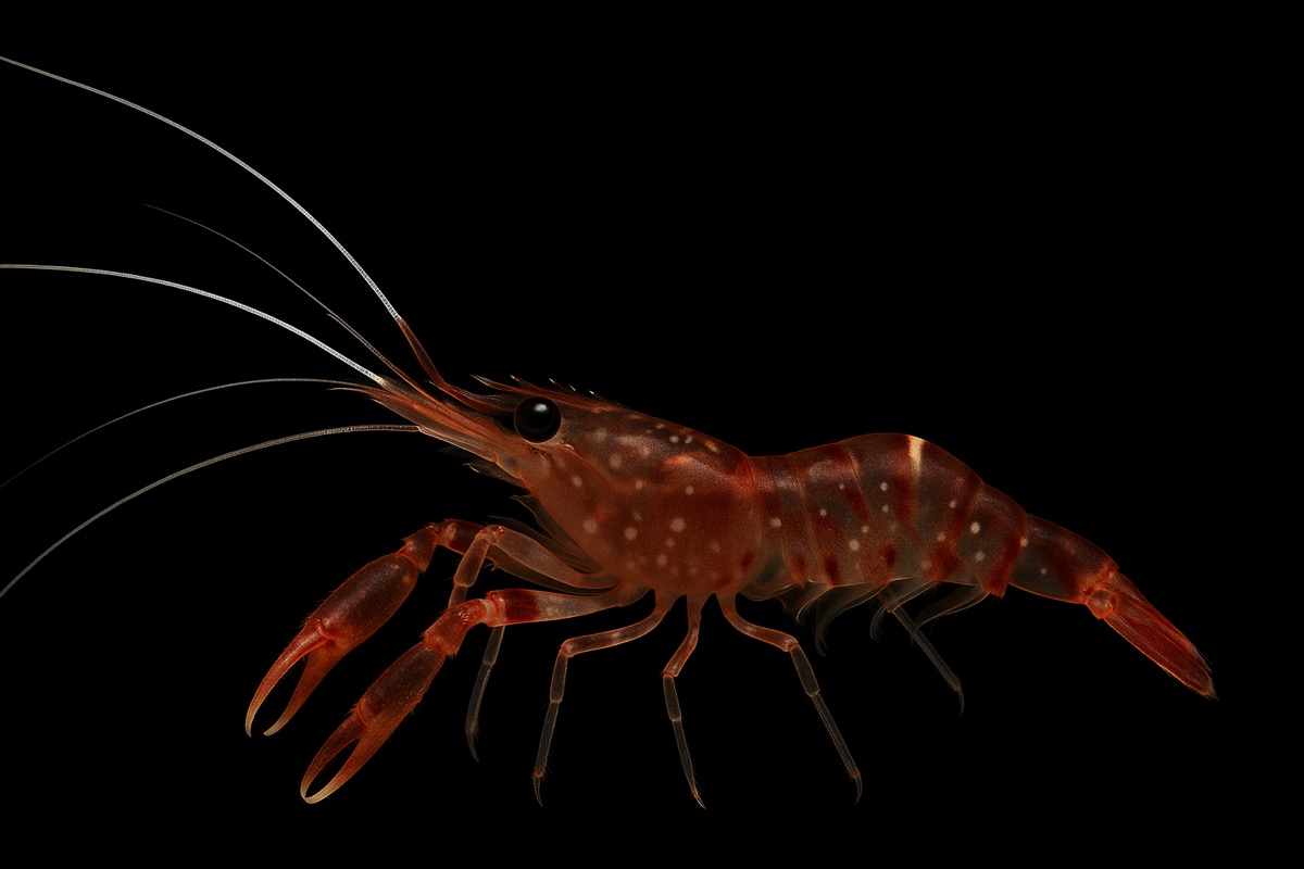 Brachycarpus biunguiculatus - Doppelzangenscherengarnele