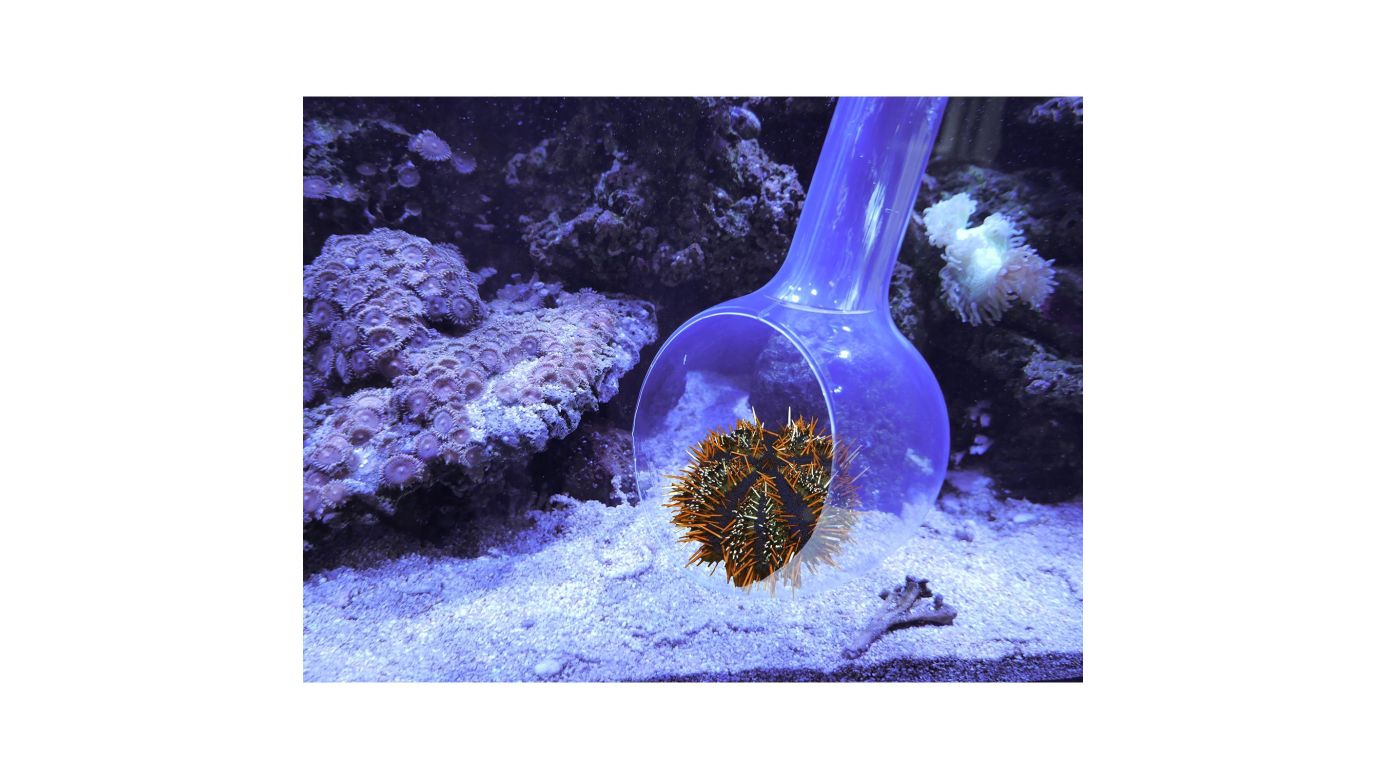 Aqua Medic Catch Bowl Fangkelle