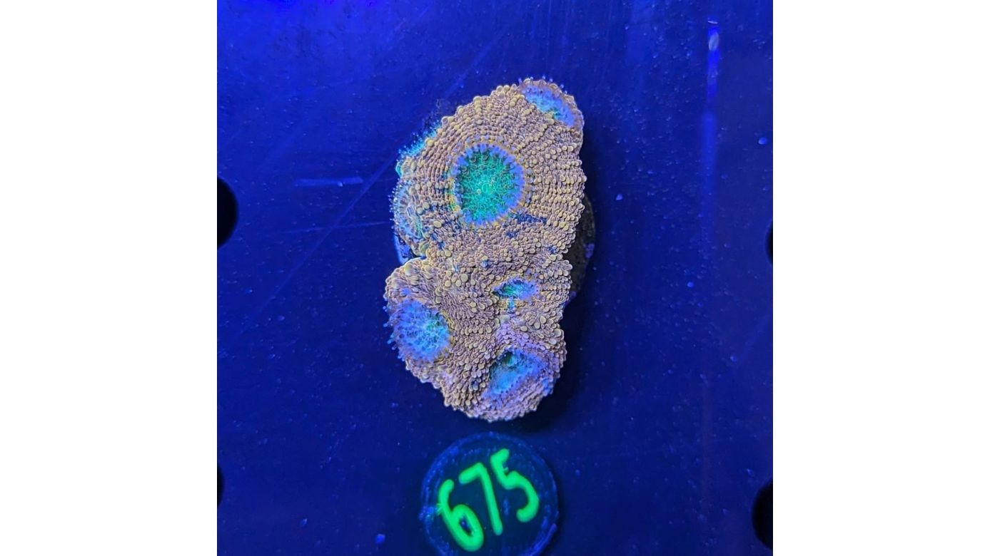 Acanthastrea bowerbanki WYSIWYG 0675