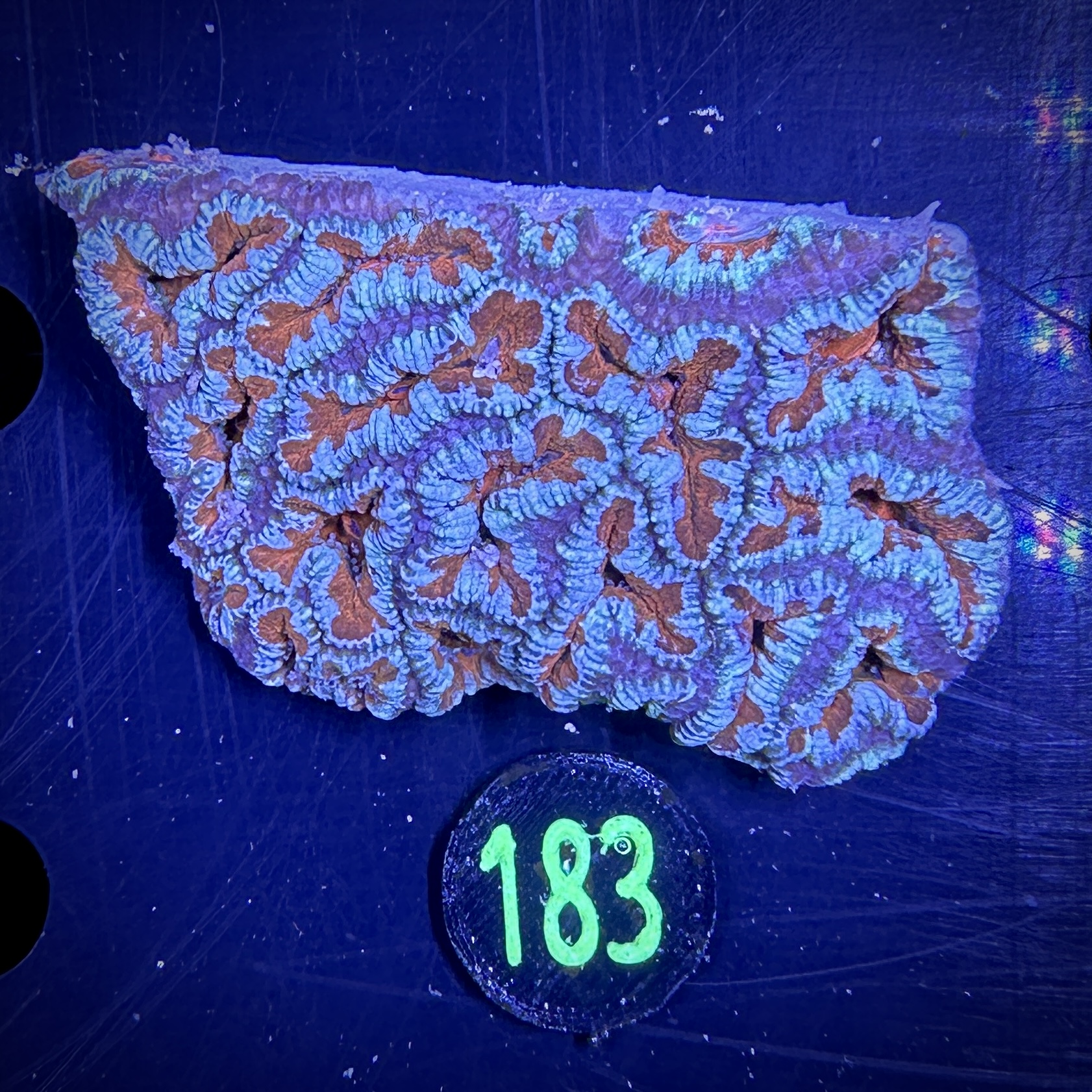 Acanthastrea lordhowensis -Ausi- 0183