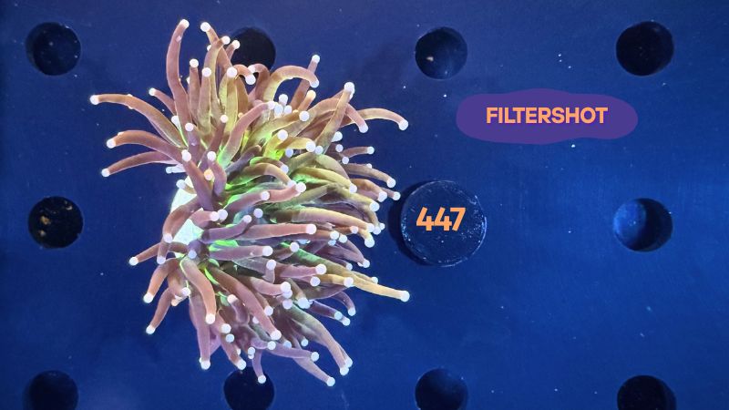 Euphyllia glabrescens - Fackelkoralle Torch "NYK" 1 Kopf 0447