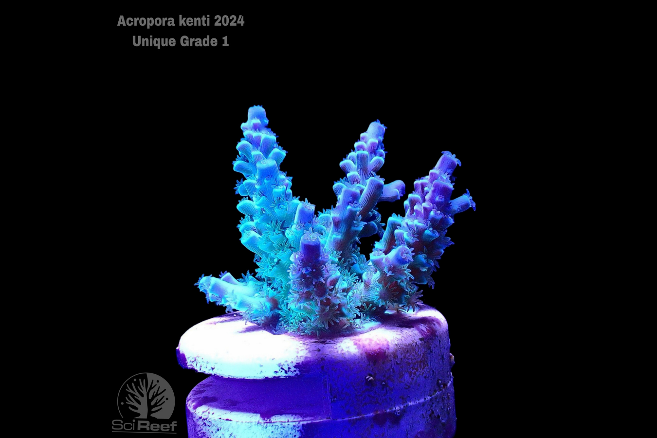 SciReef Acropora kenti Unique Grade 1 0298