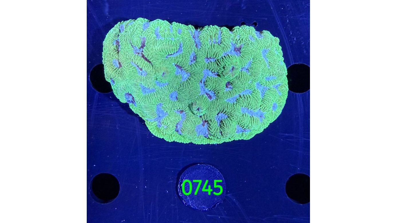 Platygyra sp. WYSIWYG 0745