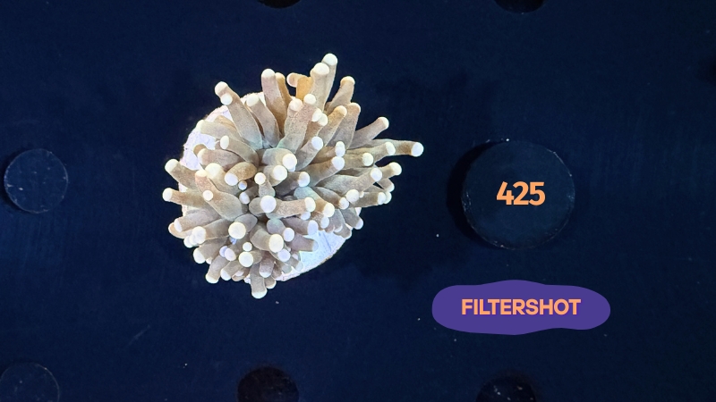 Euphyllia glabrescens - Fackelkoralle Torch 0425
