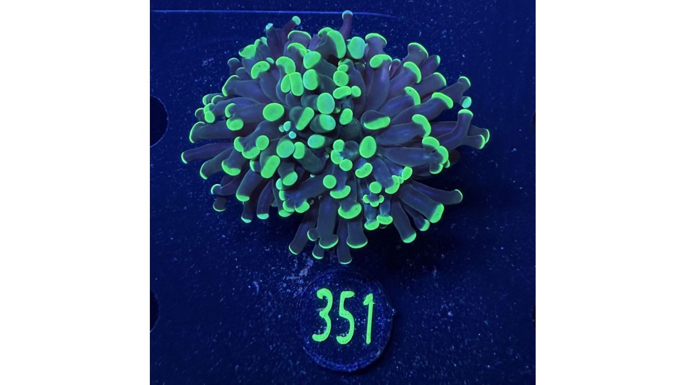 Euphyllia paraancora 1 Kopf "grün"  - Deutsche Nachzucht 0351