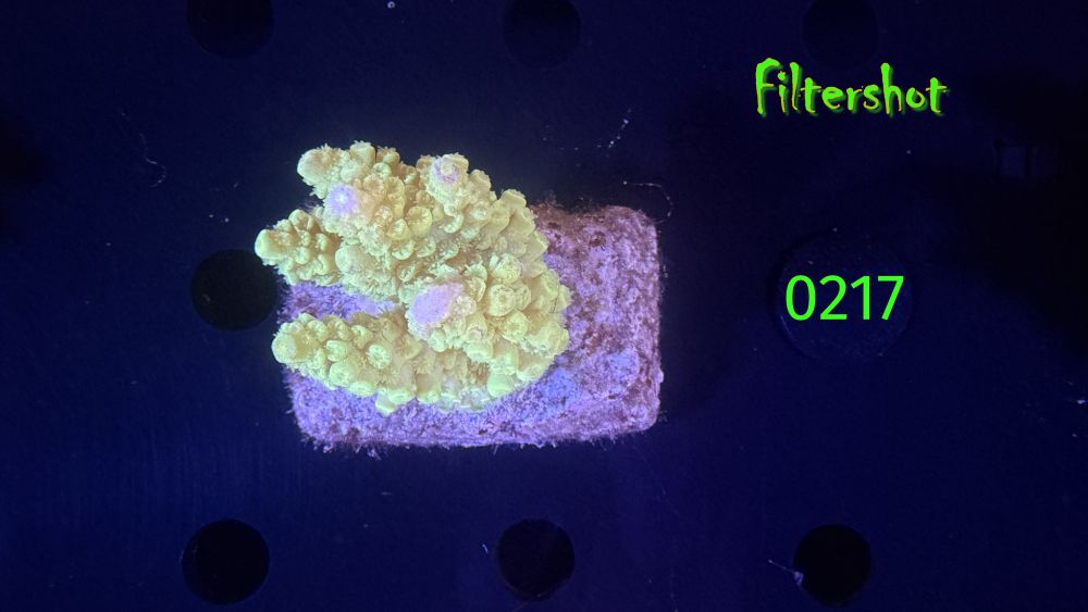 Acropora sp. WYSIWYG 0217