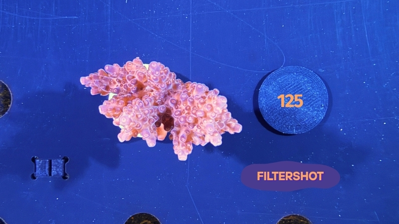 Acropora sp. WYSIWYG 0125