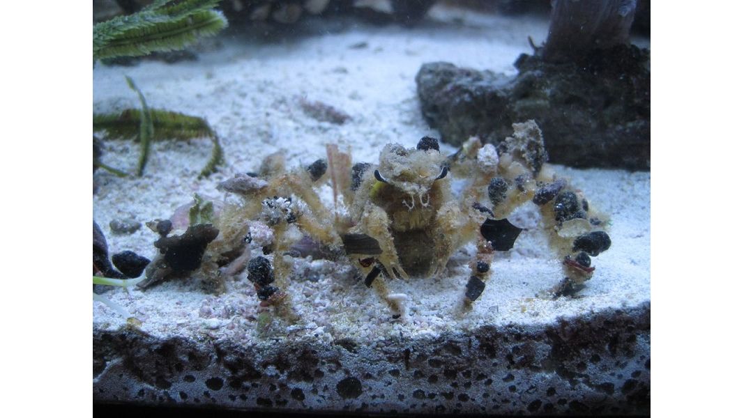 Camposcia Retusa - Dekorateurkrabbe