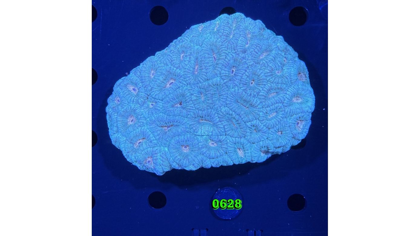 Favia sp. WYSIWYG 0628