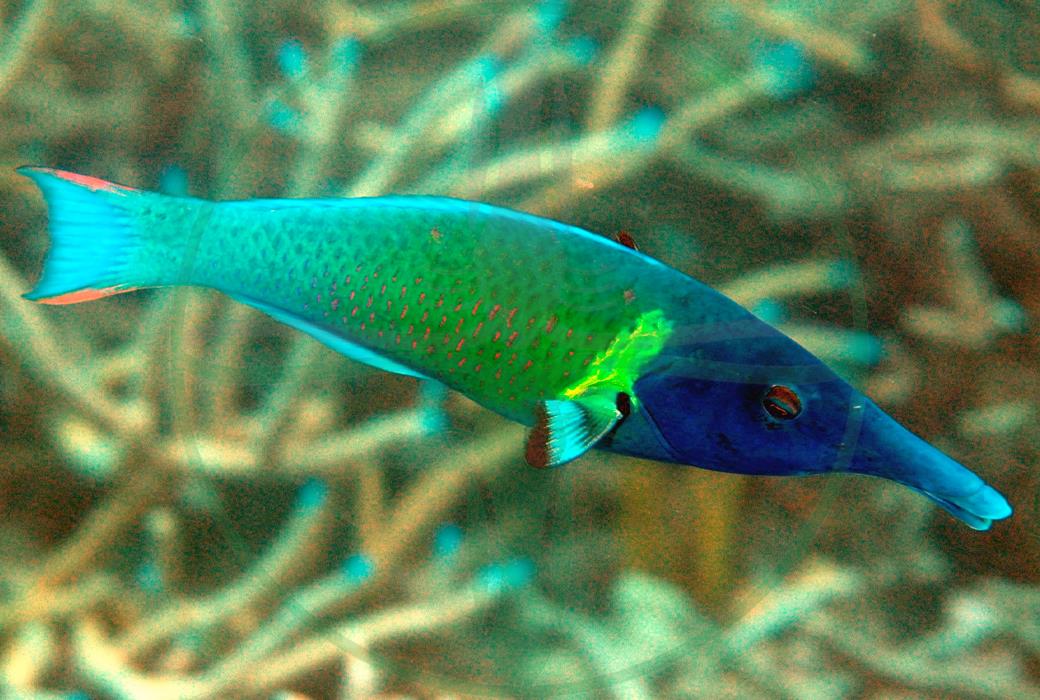 Gomphosus varius - Langnasen Lippfisch