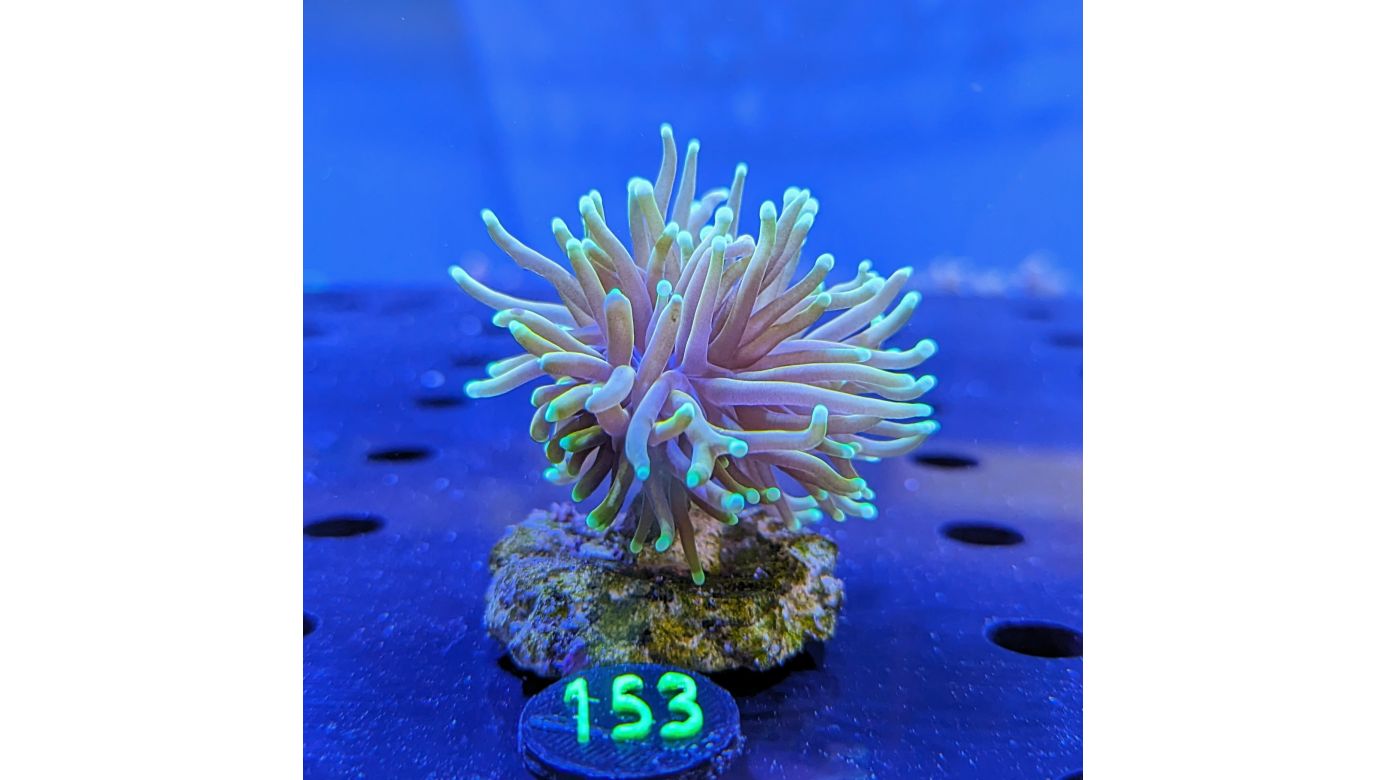 Euphyllia glabrescens - Fackelkoralle Gold-Hellfire Deutsche Nachzucht 0153