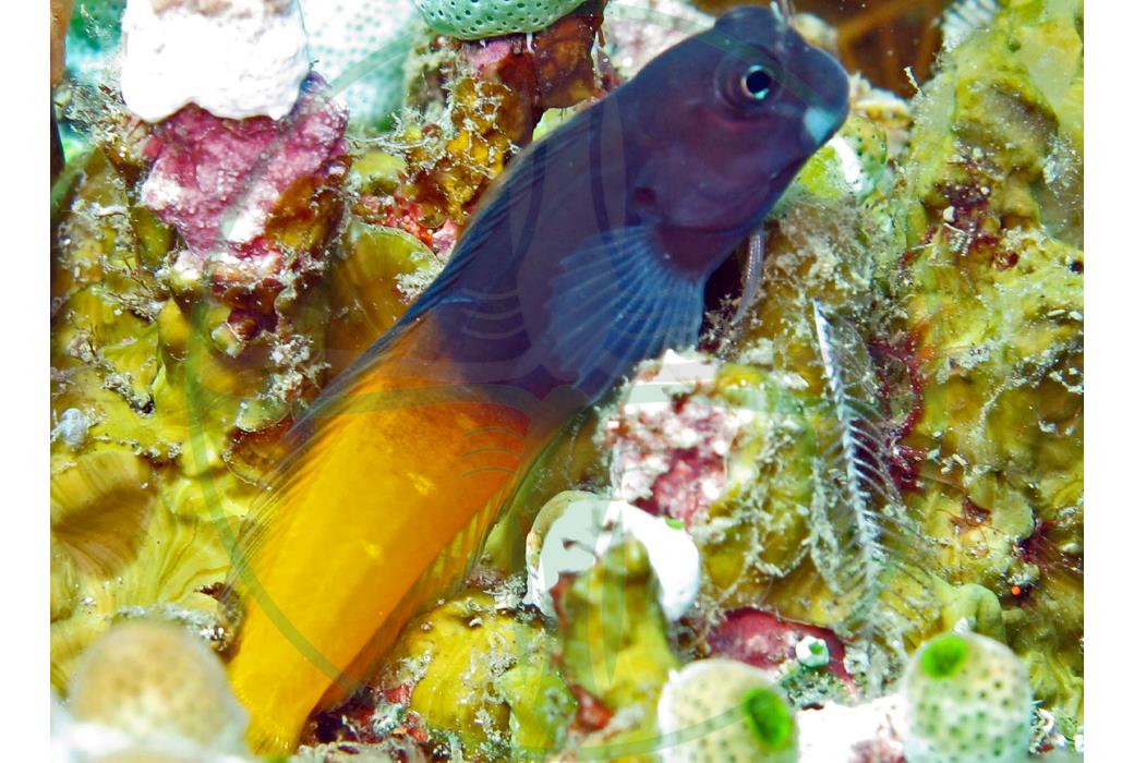 Ecsenius bicolor - Zweifarbiger Schleimfisch