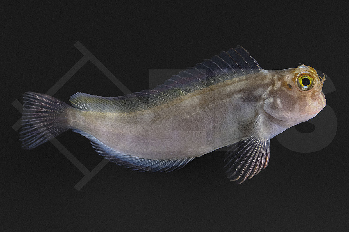Ophioblennius macclurei - Rotlippen Blenny