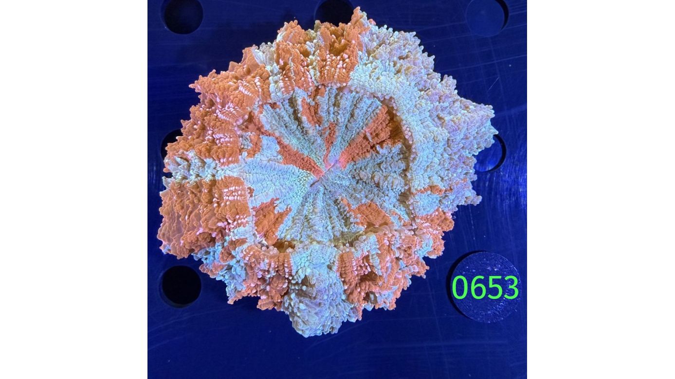 Acanthopyhllia deshayesiana WYSIWYG 0653