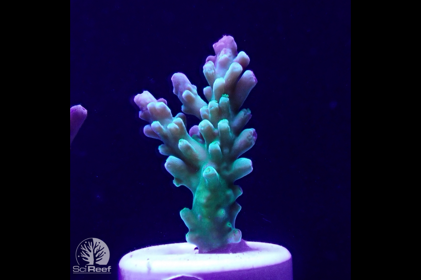 SciReef Acropora austera TWIN Grade 1 0295