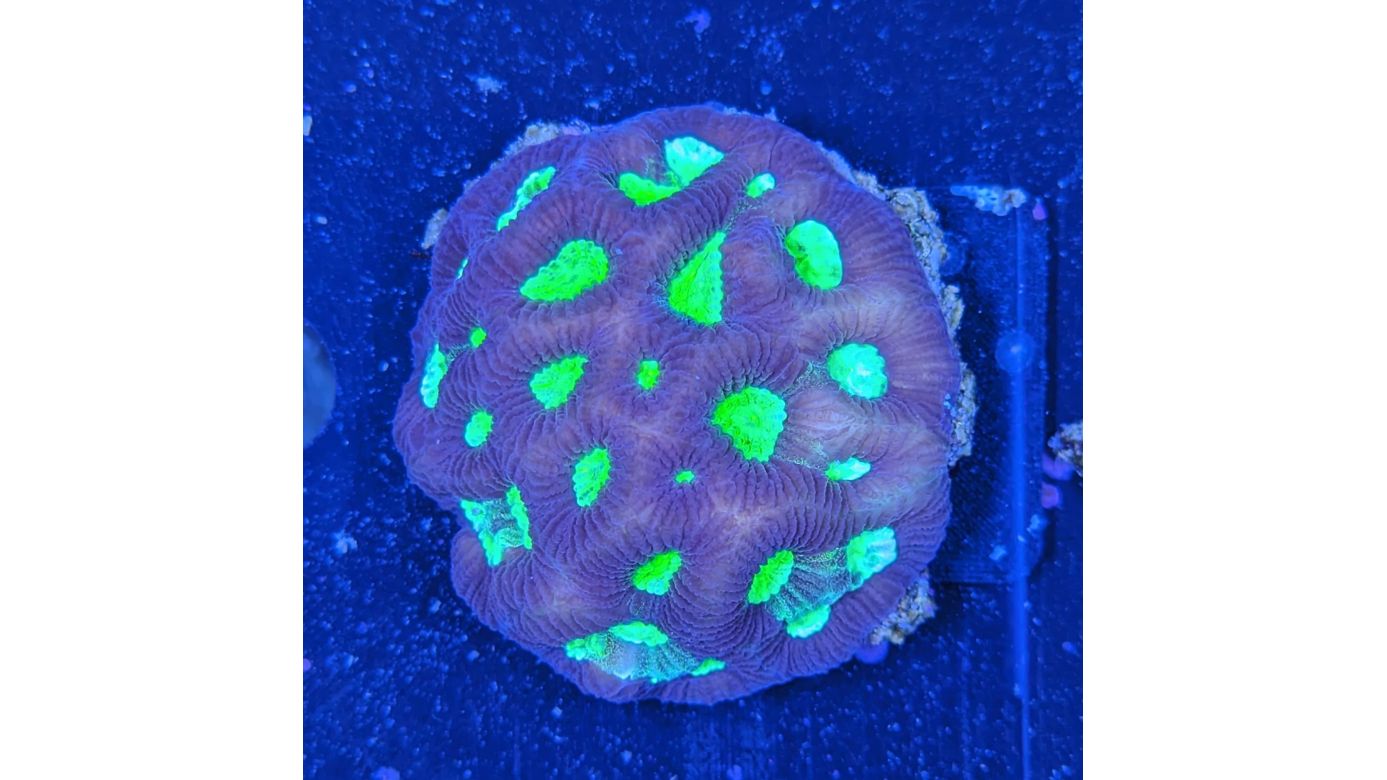 Favia sp. - Hirnkoralle Grün Lila Deutsche Nachzucht 0029