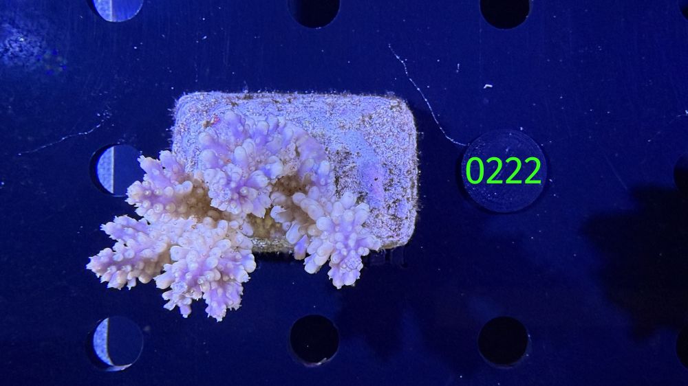 Acropora sp. WYSIWYG 0222