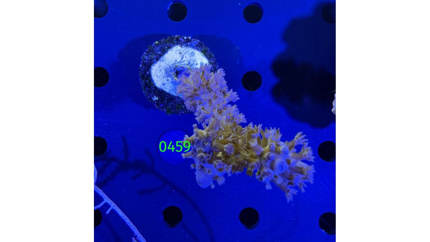 Plexaurella dichotoma - Doppelverzweigte Hornkoralle DNZ 0459
