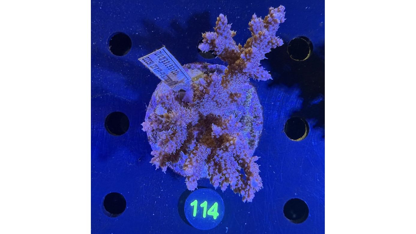 Acropora sp. WYSIWYG 0114