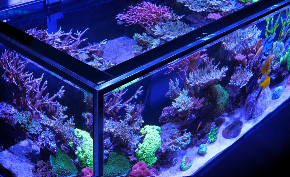 *NEU* Red Sea REEF-FRAME MAX 500 System Eiche (R43783)