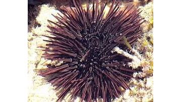 Echinometra spec. - Seeigel Schwarz/Lila