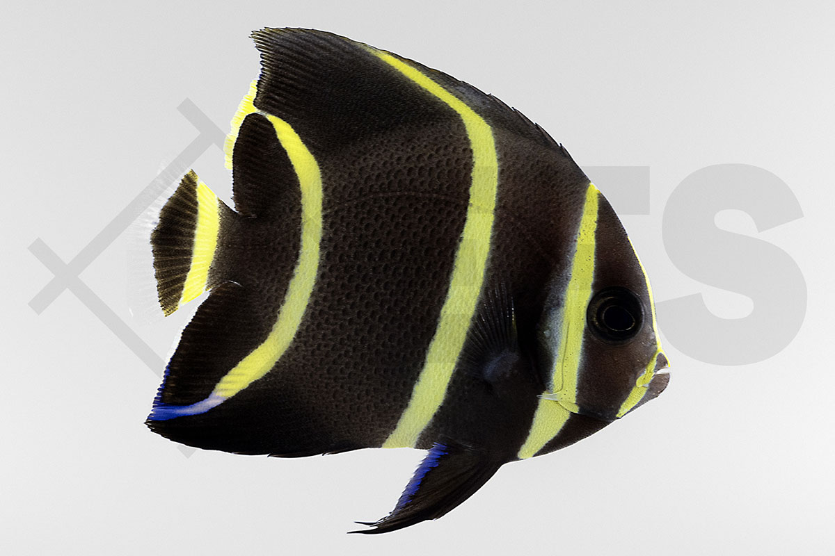 Pomacanthus Paru - Franzosen-Kaiserfisch