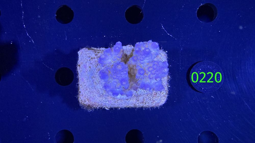 Acropora sp. WYSIWYG 0220