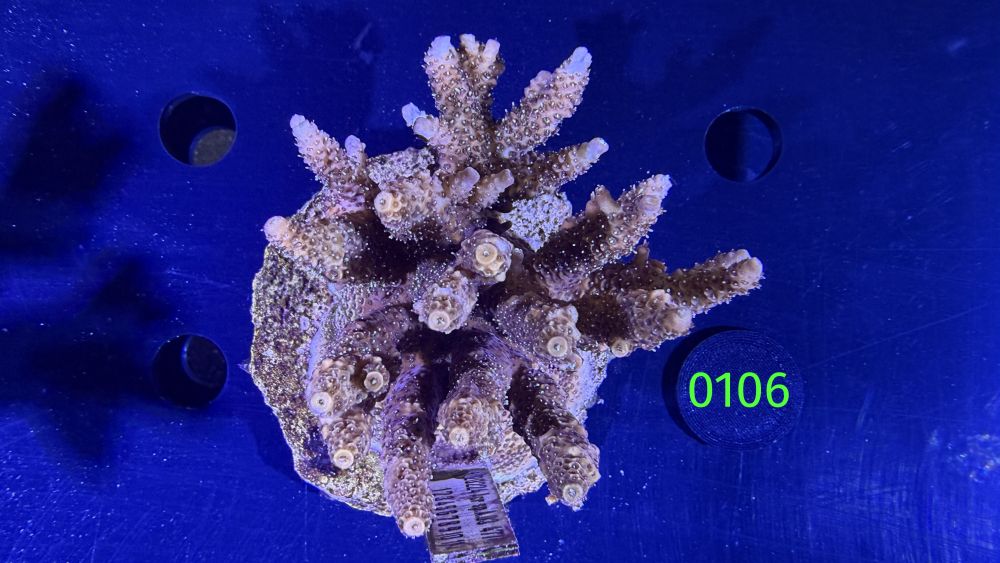 Acropora sp. WYSIWYG 0106