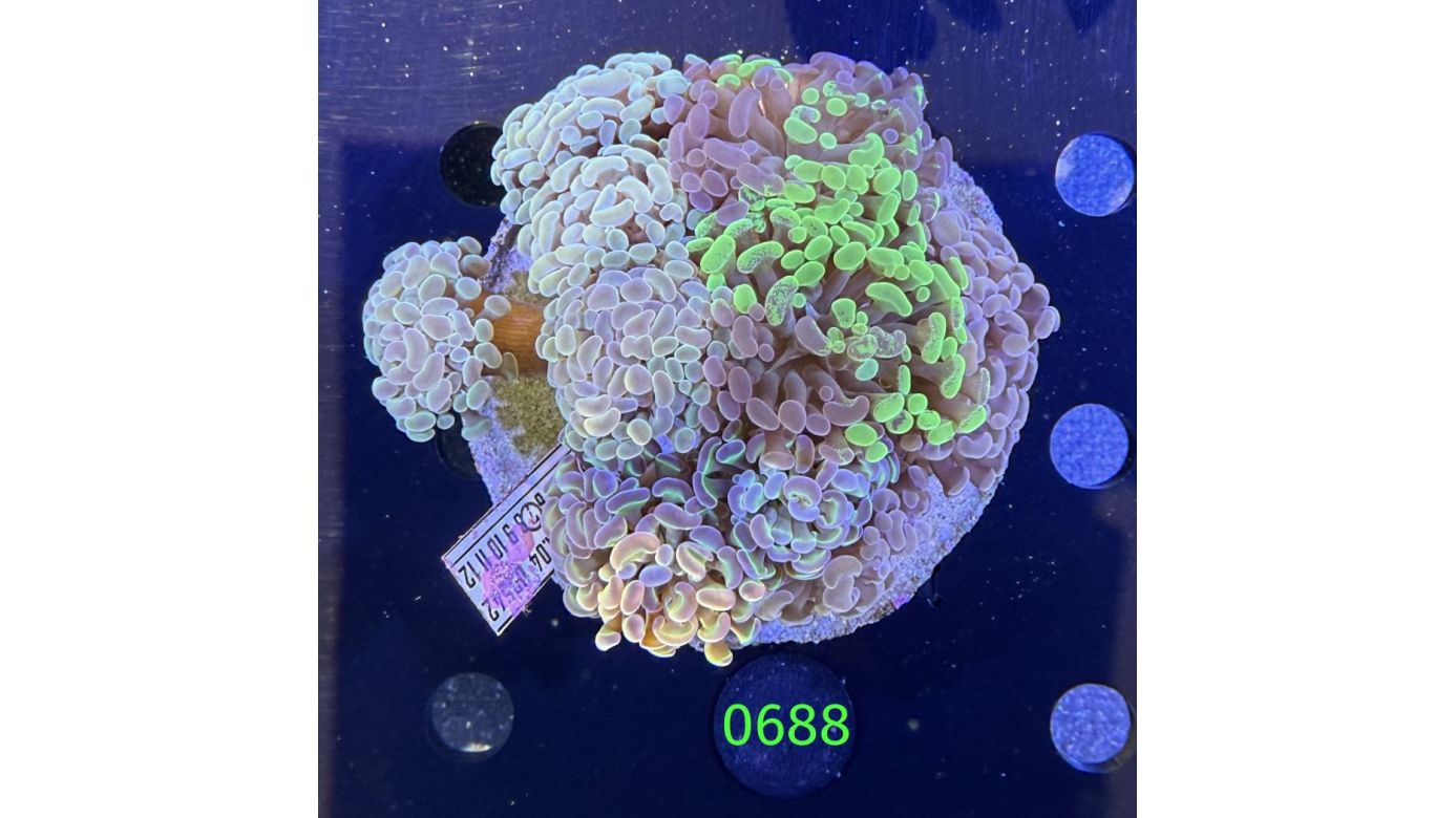 Euphyllia paraancora Kolonie WYSIWYG 0688