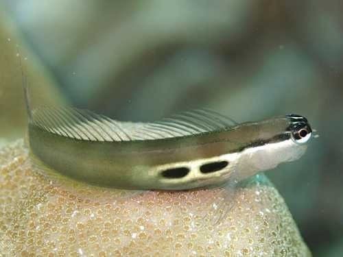 Ecsenius bimaculatus - Gestreifter Schleimfisch