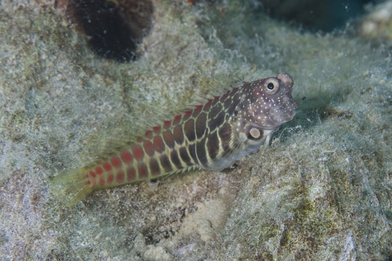 Salarias segmentatus - Segmentierter Schleimfisch