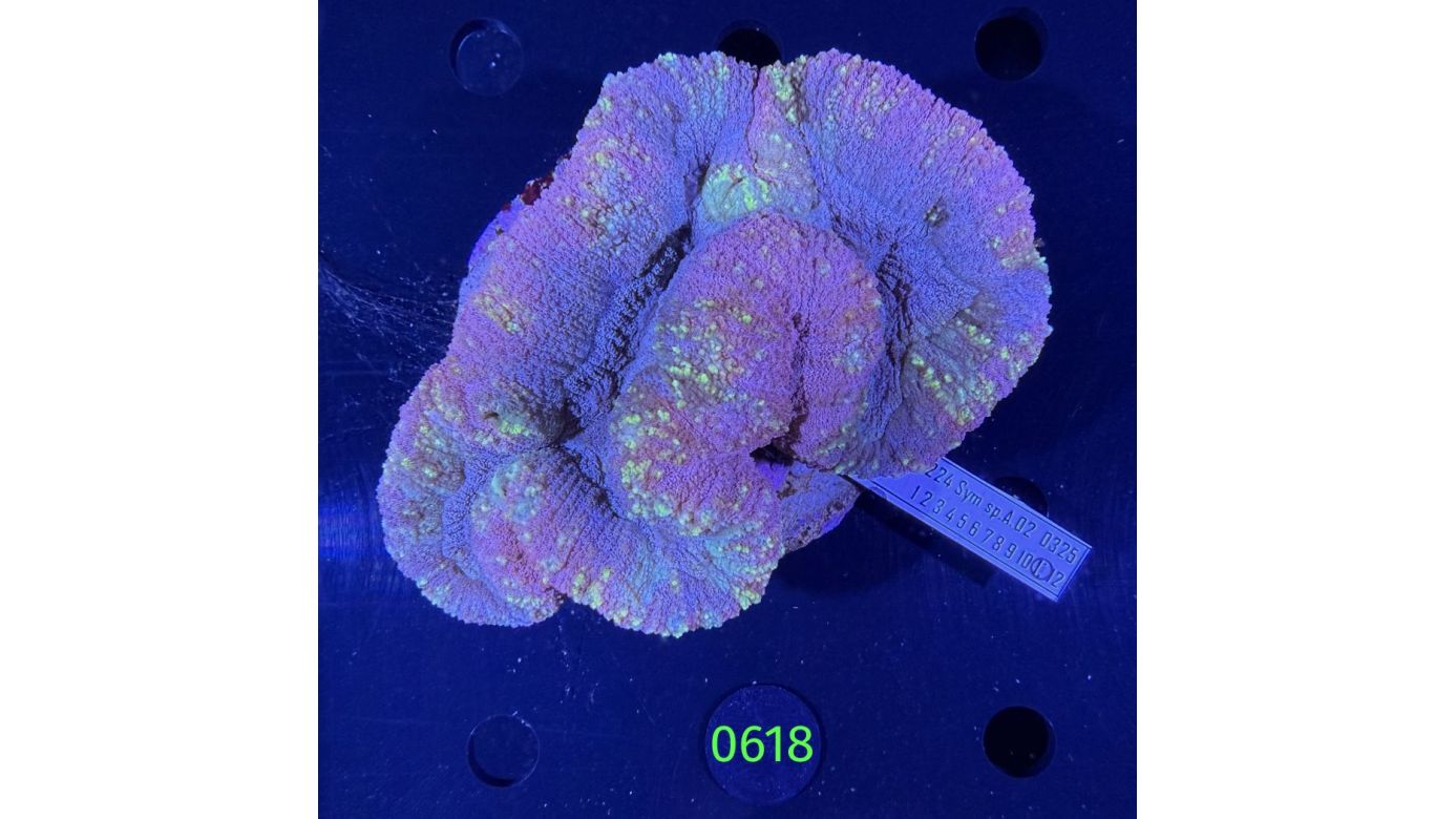 Symphyllia sp. WYSIWYG 0618