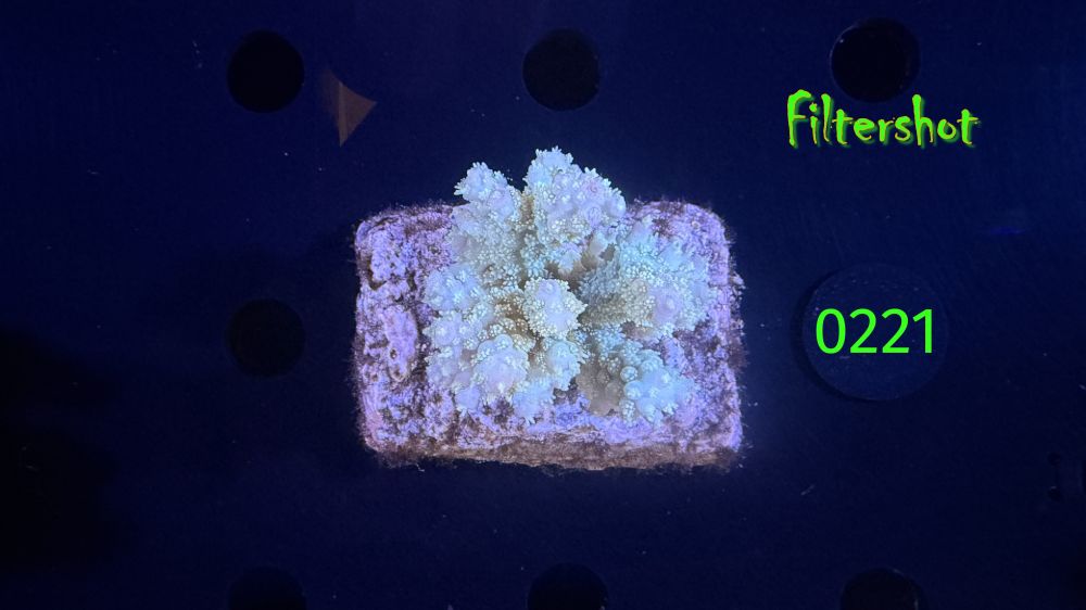 Acropora sp. WYSIWYG 0221