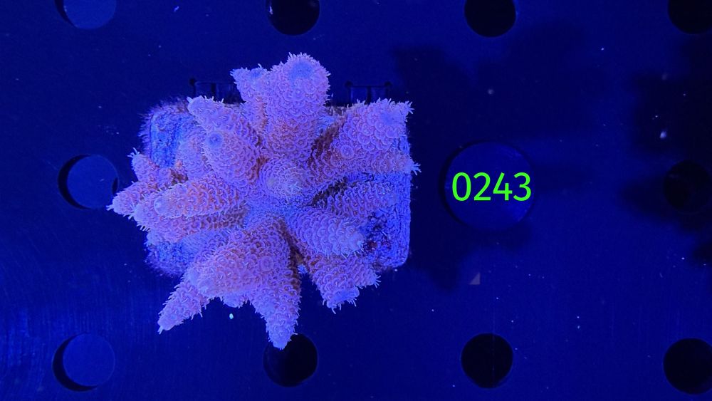 Acropora sp. WYSIWYG 0243