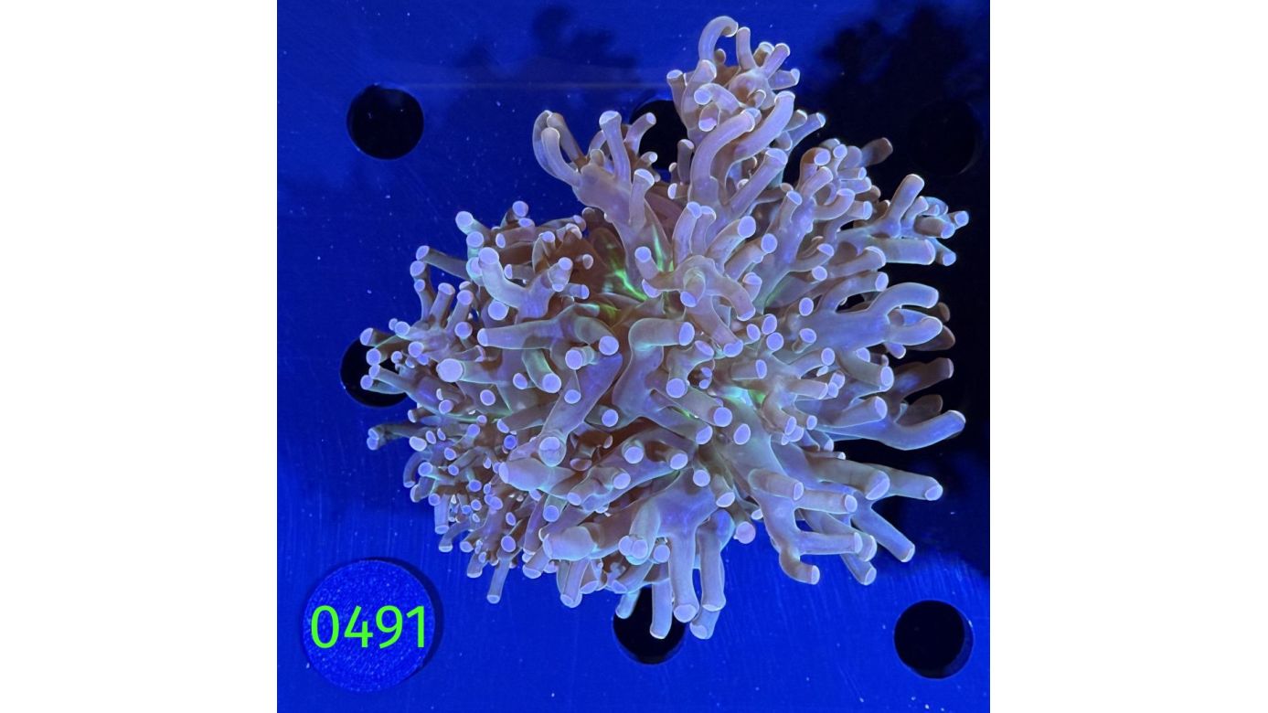 Euphyllia paradivisa - Froschlaichkoralle 0491