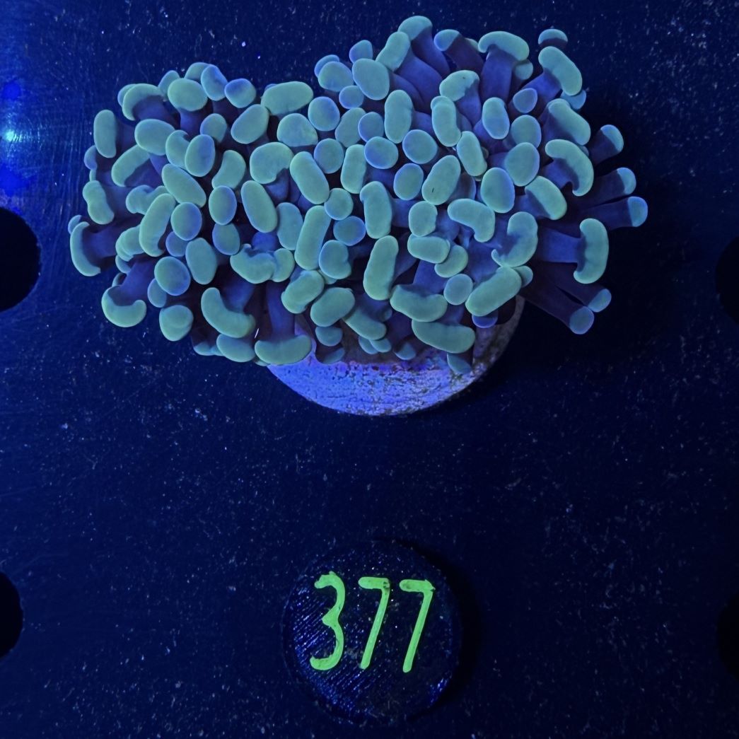 Euphyllia paraancora 2 Kopf "gold multi" 0377