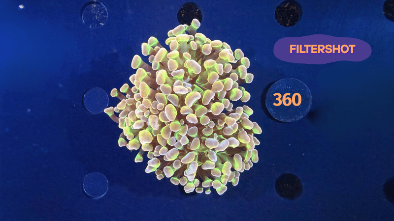 Euphyllia paraancora "Hologram" 0360