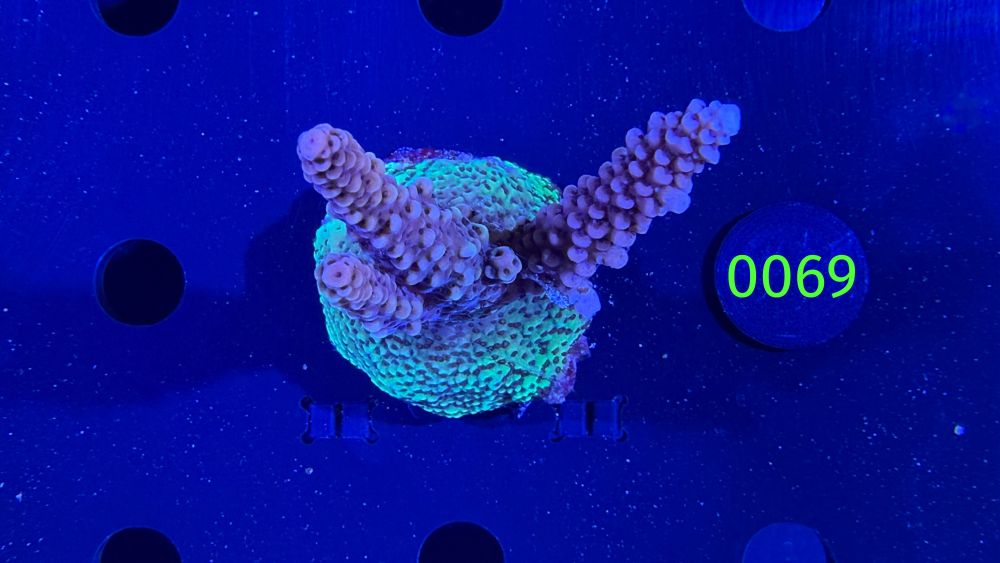 Acropora hyacinthus - Steinkoralle "pink" DNZ 0069