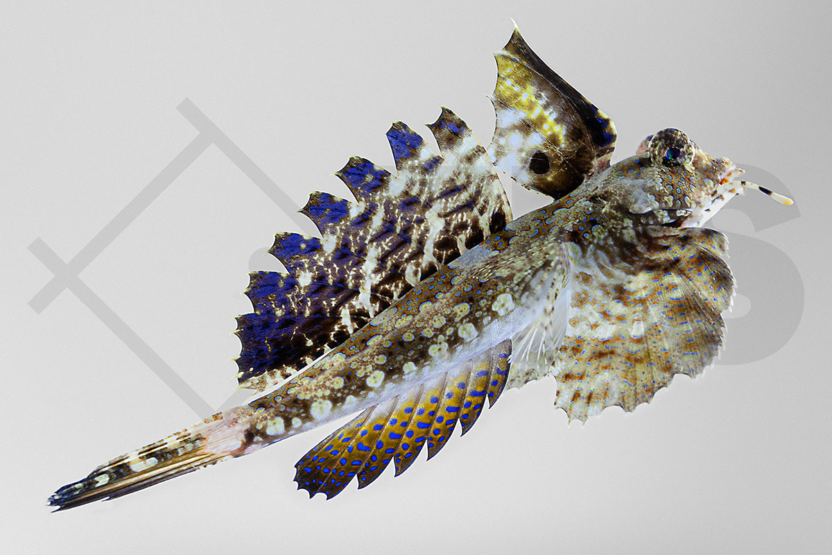 Dactylopus dactylopus - Fingerleierfisch