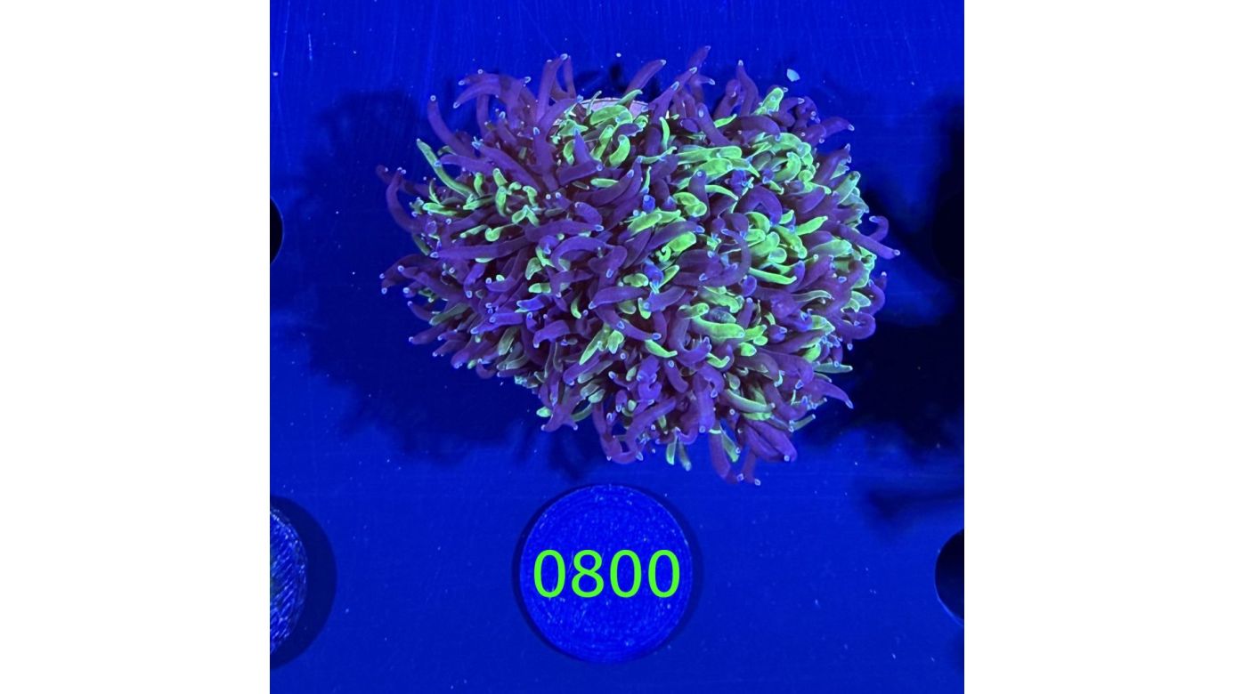 Galaxea fascicularis - Kristallkoralle Bicolor Deutsche Nachzucht 0800