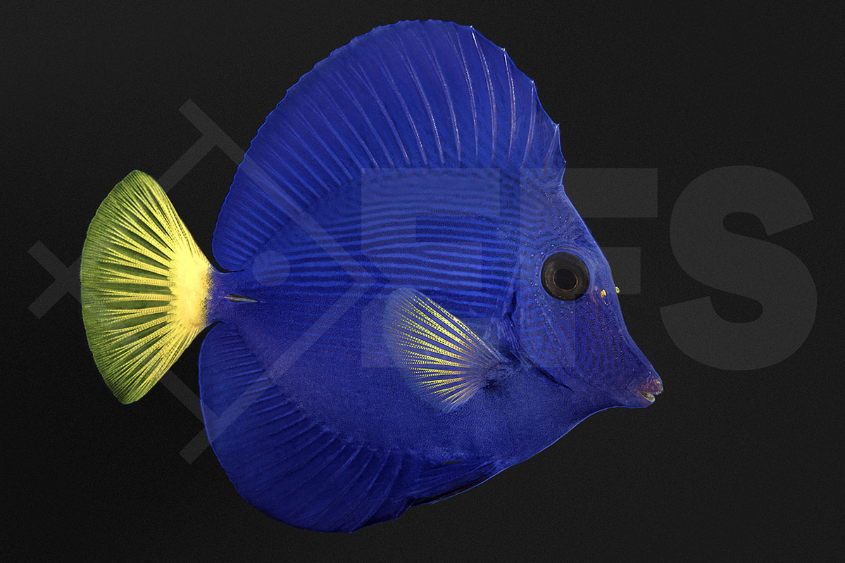 Zebrasoma xanthurum - Rotmeer Doktorfisch