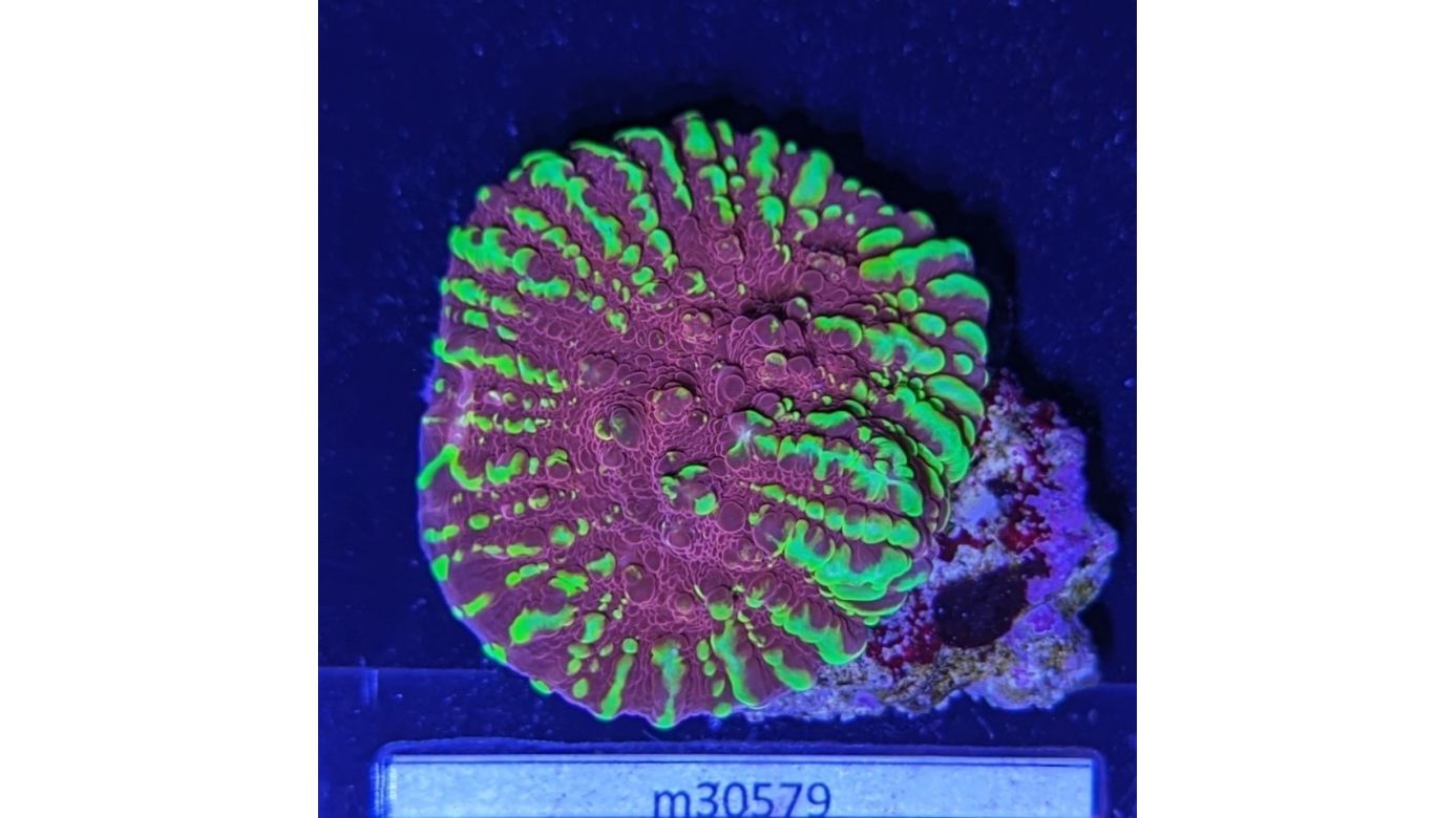 Echinophyllia sp. - Kelchkoralle Goldmeister Deutsche Nachzucht 0043