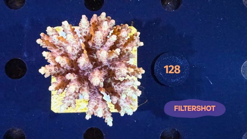 Acropora sp. WYSIWYG 0128
