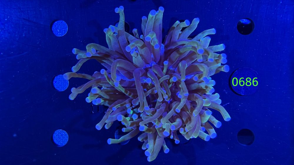 Heliofungia actiniformis WYSIWYG 0686