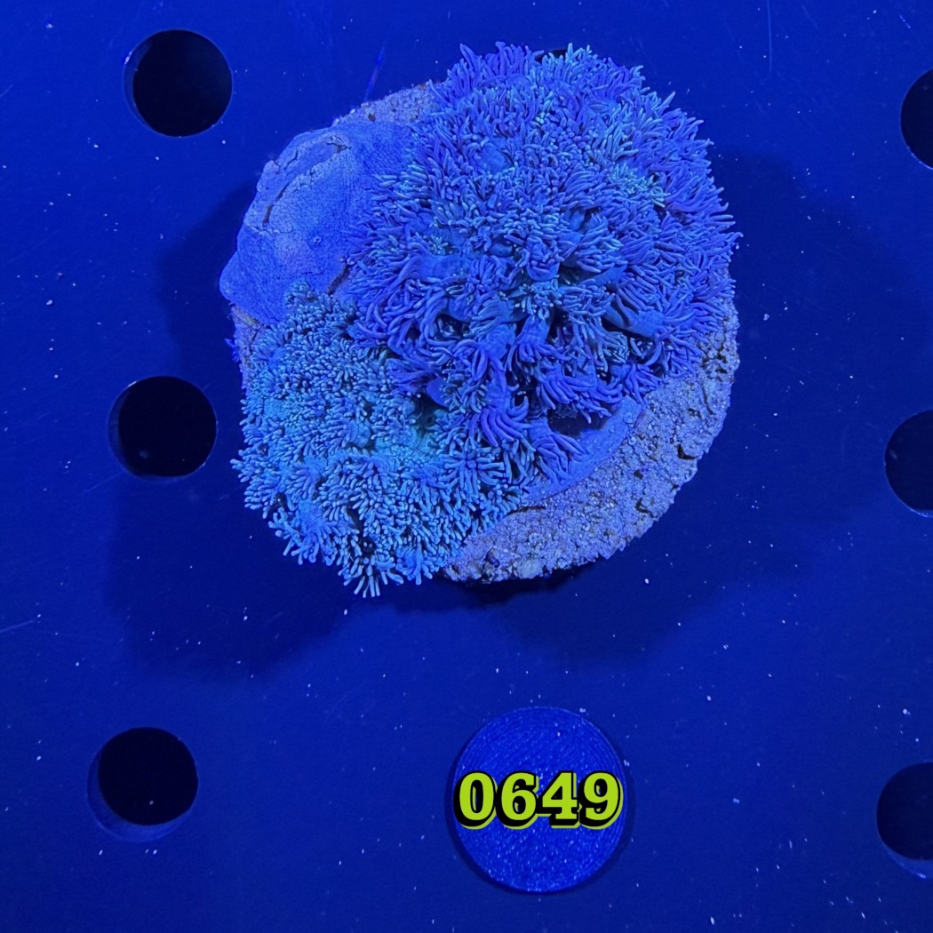 Goniopora sp. WYSIWYG 0649